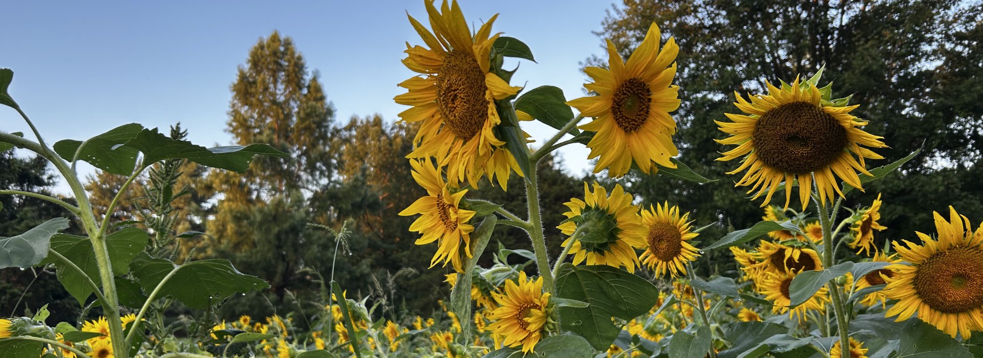 Sunflowers 2026